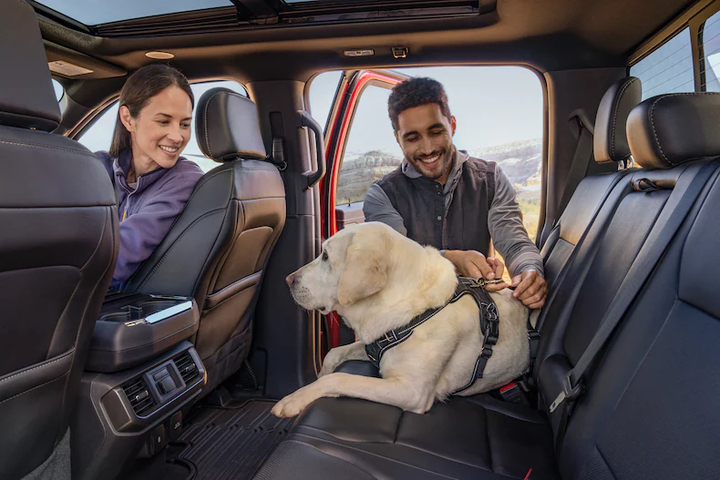 Closeup of a couple buckling in the yellow lab in the rear seat